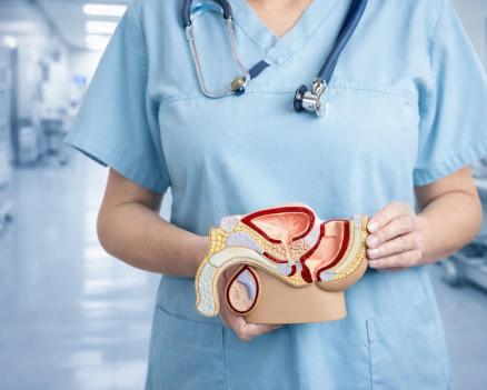 Врач на приеме держит анатомический макет мочеполовой системы и консультирует пациента, лица не видны.