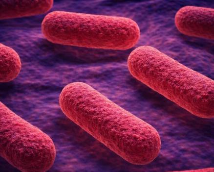 Кишечная палочка под микроскопом в виде палочковидных бактерий розового цвета.